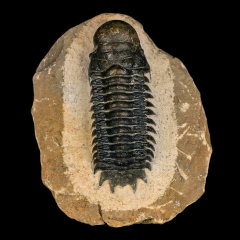 2.6" Crotalocephalus Gibbus Trilobite Fossil Morocco Devonian Age 400 Mil Yrs Old COA - Fossil Age Minerals