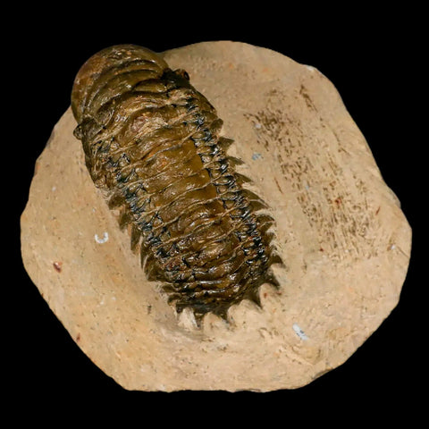 2.6" Crotalocephalus Gibbus Trilobite Fossil Morocco Devonian Age 400 Mil Yrs Old COA - Fossil Age Minerals