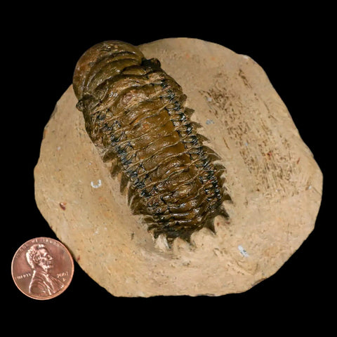 2.6" Crotalocephalus Gibbus Trilobite Fossil Morocco Devonian Age 400 Mil Yrs Old COA - Fossil Age Minerals