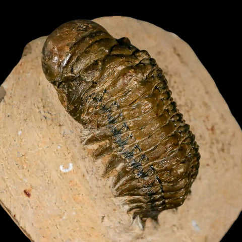 2.6" Crotalocephalus Gibbus Trilobite Fossil Morocco Devonian Age 400 Mil Yrs Old COA - Fossil Age Minerals