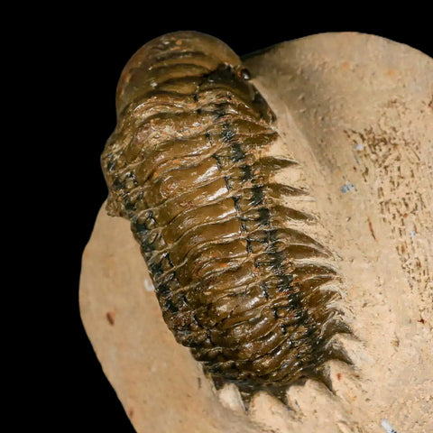 2.6" Crotalocephalus Gibbus Trilobite Fossil Morocco Devonian Age 400 Mil Yrs Old COA - Fossil Age Minerals