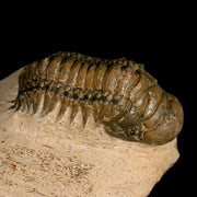 2.6" Crotalocephalus Gibbus Trilobite Fossil Morocco Devonian Age 400 Mil Yrs Old COA