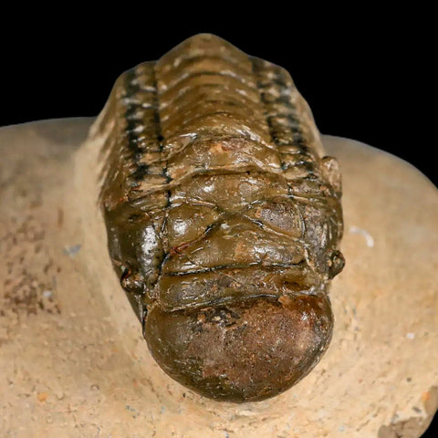 2.6" Crotalocephalus Gibbus Trilobite Fossil Morocco Devonian Age 400 Mil Yrs Old COA - Fossil Age Minerals