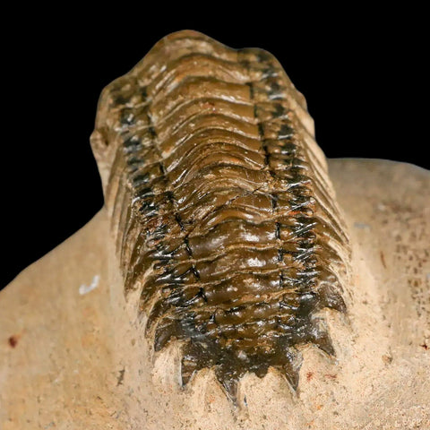 2.6" Crotalocephalus Gibbus Trilobite Fossil Morocco Devonian Age 400 Mil Yrs Old COA - Fossil Age Minerals