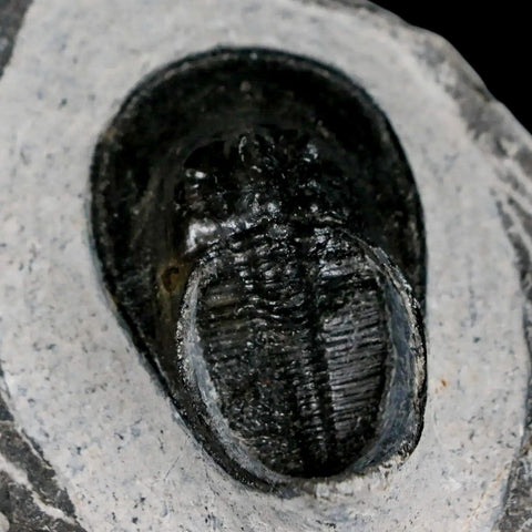 1.8" Harpes Perradiatus Trilobite Fossil Devonian Age Boudib Morocco COA - Fossil Age Minerals