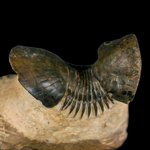 2.9" Paralejurus SP Trilobite Fossil Morocco Devonian Age 400 Mil Yrs Old COA - Fossil Age Minerals