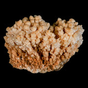 4.3" Botryoidal Aragonite Cave Calcite Crystal Cluster Mineral Specimen Morocco