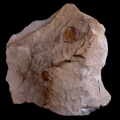 5.7" Cyclopteris Fossil Plant Seeds Fern Penny Quarry Stanger FM Ottawa, Kansas - Fossil Age Minerals