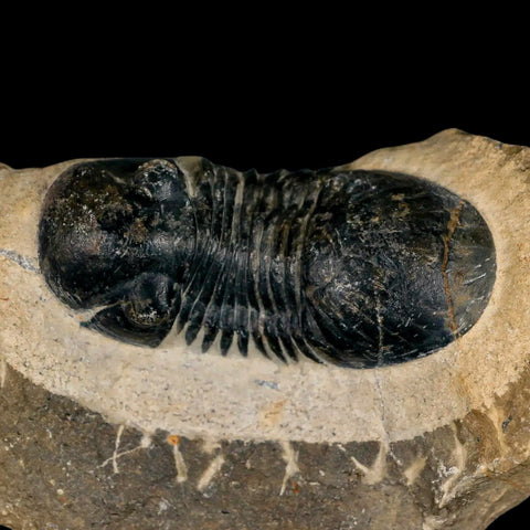 2.6" Paralejurus SP Trilobite Fossil Morocco Devonian Age 400 Mil Yrs Old COA - Fossil Age Minerals