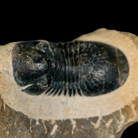 2.6" Paralejurus SP Trilobite Fossil Morocco Devonian Age 400 Mil Yrs Old COA - Fossil Age Minerals