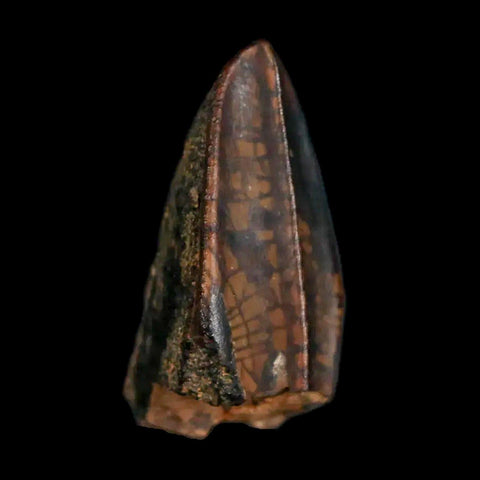 XL 0.9" Gryposaurus Fossil Tooth Duck-Billed Dinosaur Judith River MT COA, Display - Fossil Age Minerals