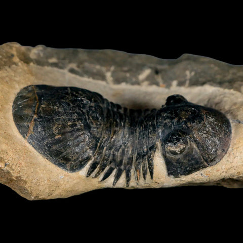 2.6" Paralejurus SP Trilobite Fossil Morocco Devonian Age 400 Mil Yrs Old COA - Fossil Age Minerals