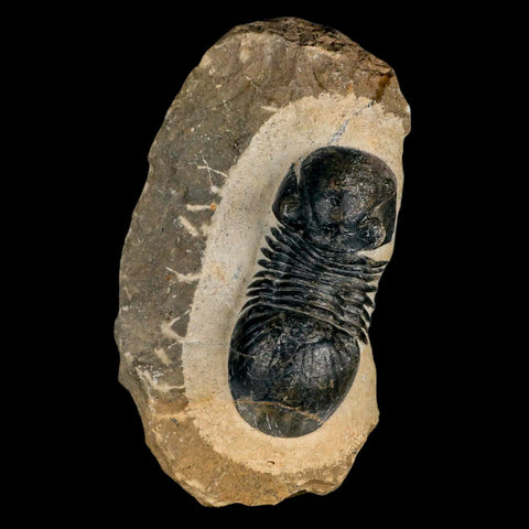 2.6" Paralejurus SP Trilobite Fossil Morocco Devonian Age 400 Mil Yrs Old COA - Fossil Age Minerals