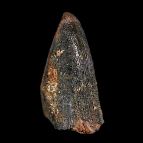 XL 0.9" Gryposaurus Fossil Tooth Duck-Billed Dinosaur Judith River MT COA, Display - Fossil Age Minerals