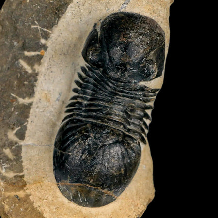 2.6" Paralejurus SP Trilobite Fossil Morocco Devonian Age 400 Mil Yrs Old COA