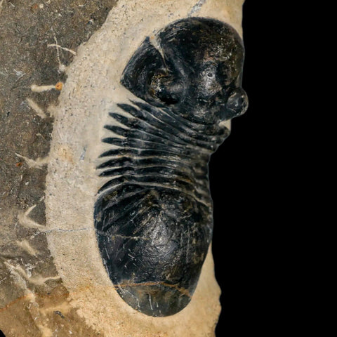 2.6" Paralejurus SP Trilobite Fossil Morocco Devonian Age 400 Mil Yrs Old COA - Fossil Age Minerals