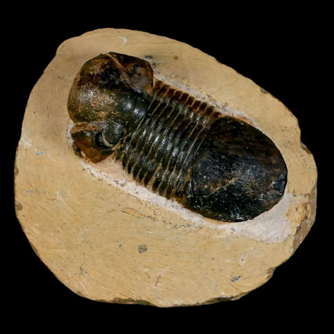 2.5" Paralejurus SP Trilobite Fossil Morocco Devonian Age 400 Mil Yrs Old COA - Fossil Age Minerals