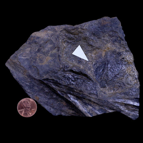1.5" Viburnum Lakesii Fossil Leaf 66-56 Mil Yrs Old Paleocene Age Raton FM Colorado - Fossil Age Minerals