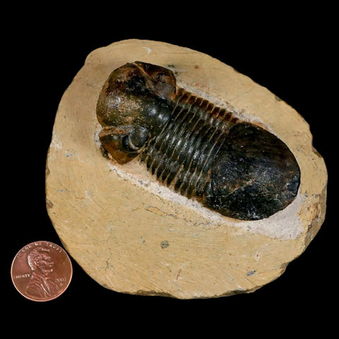 2.5" Paralejurus SP Trilobite Fossil Morocco Devonian Age 400 Mil Yrs Old COA - Fossil Age Minerals