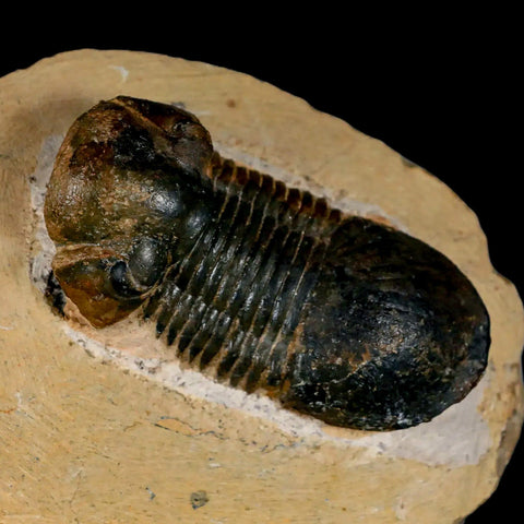 2.5" Paralejurus SP Trilobite Fossil Morocco Devonian Age 400 Mil Yrs Old COA - Fossil Age Minerals