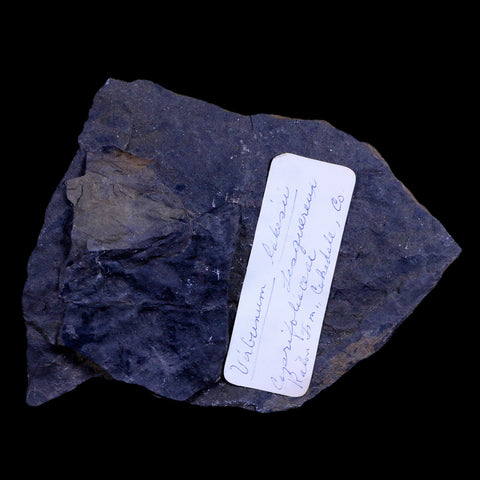 1.5" Viburnum Lakesii Fossil Leaf 66-56 Mil Yrs Old Paleocene Age Raton FM Colorado - Fossil Age Minerals