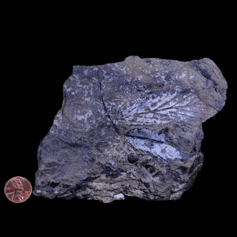 4.5" Carpolithus SP Seed Leaves 66-56 Mil Yrs Old Paleocene Age Raton FM Colorado - Fossil Age Minerals
