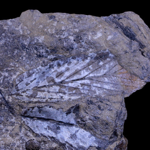 4.5" Carpolithus SP Seed Leaves 66-56 Mil Yrs Old Paleocene Age Raton FM Colorado - Fossil Age Minerals