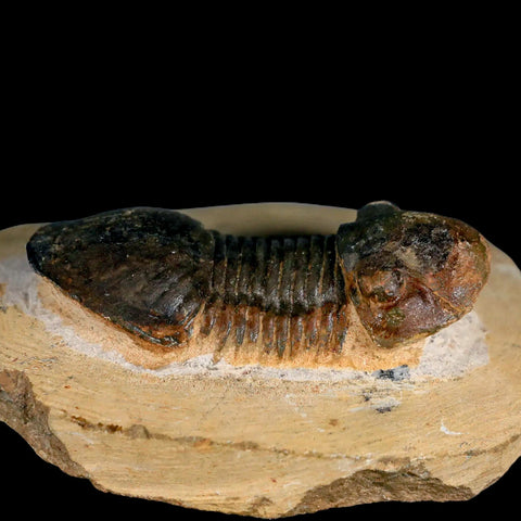 2.5" Paralejurus SP Trilobite Fossil Morocco Devonian Age 400 Mil Yrs Old COA - Fossil Age Minerals