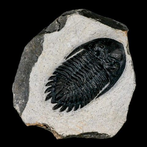 2.3" Metacanthina Issoumourensis Trilobite Fossil Devonian Age 400 Mil Yrs Old COA - Fossil Age Minerals