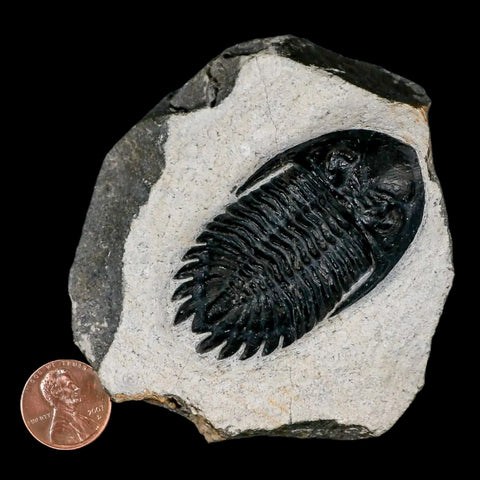 2.3" Metacanthina Issoumourensis Trilobite Fossil Devonian Age 400 Mil Yrs Old COA - Fossil Age Minerals