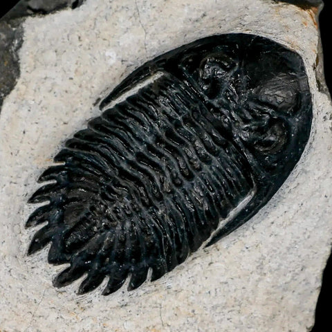 2.3" Metacanthina Issoumourensis Trilobite Fossil Devonian Age 400 Mil Yrs Old COA - Fossil Age Minerals