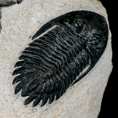 2.3" Metacanthina Issoumourensis Trilobite Fossil Devonian Age 400 Mil Yrs Old COA - Fossil Age Minerals