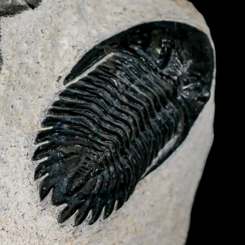 2.3" Metacanthina Issoumourensis Trilobite Fossil Devonian Age 400 Mil Yrs Old COA - Fossil Age Minerals