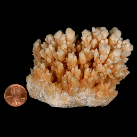 3.6" Botryoidal Aragonite Cave Calcite Crystal Cluster Mineral Specimen Morocco