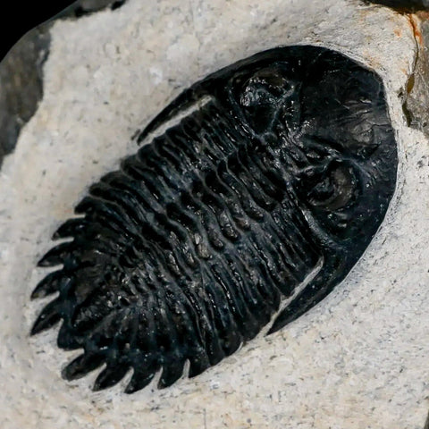 2.3" Metacanthina Issoumourensis Trilobite Fossil Devonian Age 400 Mil Yrs Old COA - Fossil Age Minerals