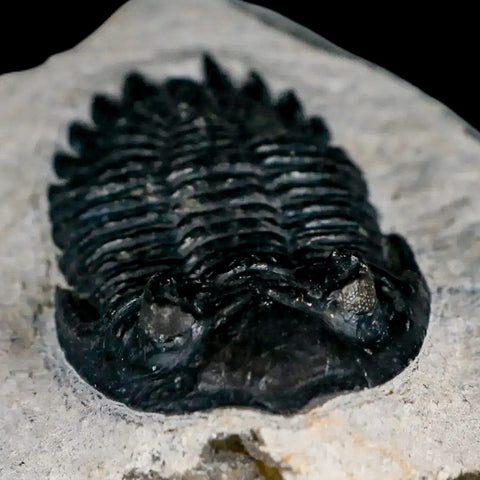 2.3" Metacanthina Issoumourensis Trilobite Fossil Devonian Age 400 Mil Yrs Old COA - Fossil Age Minerals