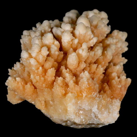 3.6" Botryoidal Aragonite Cave Calcite Crystal Cluster Mineral Specimen Morocco