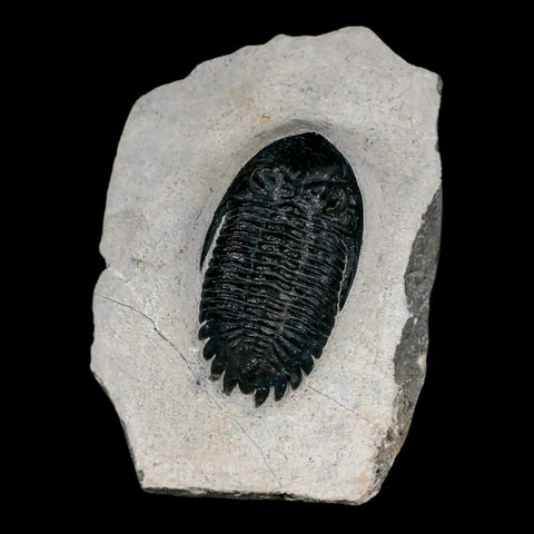 2.2" Metacanthina Issoumourensis Trilobite Fossil Devonian Age 400 Mil Yrs Old COA - Fossil Age Minerals