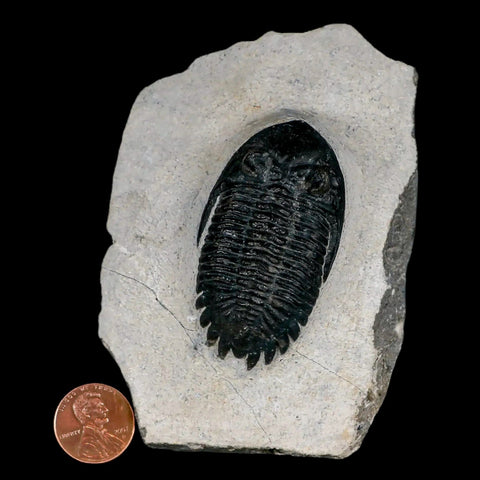 2.2" Metacanthina Issoumourensis Trilobite Fossil Devonian Age 400 Mil Yrs Old COA - Fossil Age Minerals