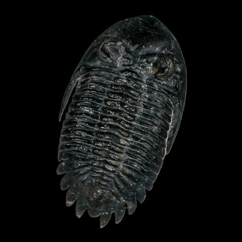 2.2" Metacanthina Issoumourensis Trilobite Fossil Devonian Age 400 Mil Yrs Old COA - Fossil Age Minerals