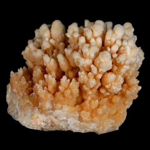 3.6" Botryoidal Aragonite Cave Calcite Crystal Cluster Mineral Specimen Morocco