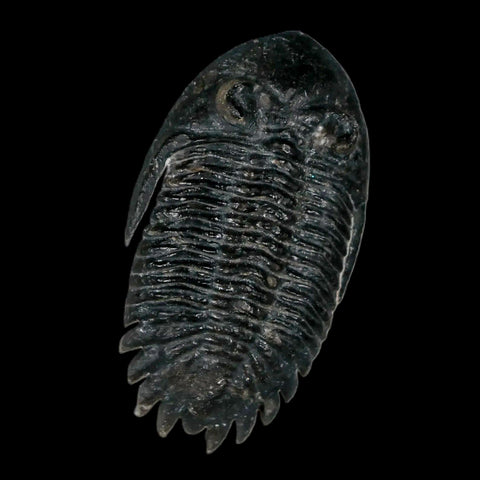 2.2" Metacanthina Issoumourensis Trilobite Fossil Devonian Age 400 Mil Yrs Old COA - Fossil Age Minerals