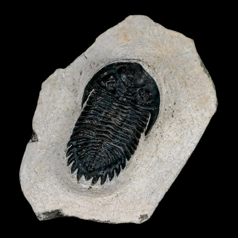 2" Metacanthina Issoumourensis Trilobite Fossil Devonian Age 400 Mil Yrs Old COA - Fossil Age Minerals