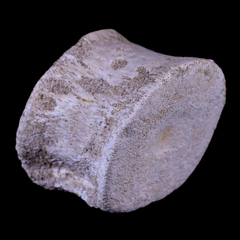 2.4" Plesiosaur Fossil Vertebrae Cretaceous Dinosaur Era Zarafasaura Elasmosaurus COA - Fossil Age Minerals