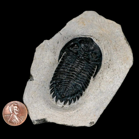 2" Metacanthina Issoumourensis Trilobite Fossil Devonian Age 400 Mil Yrs Old COA - Fossil Age Minerals