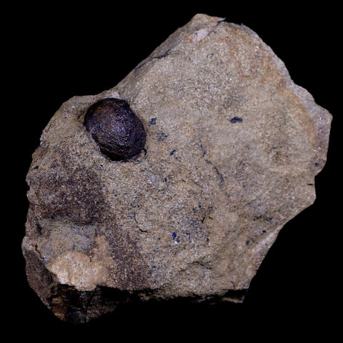 4.2" Carpolithus SP Seed 66-56 Mil Yrs Old Paleocene Age Raton Formation Colorado - Fossil Age Minerals