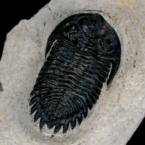 2" Metacanthina Issoumourensis Trilobite Fossil Devonian Age 400 Mil Yrs Old COA - Fossil Age Minerals