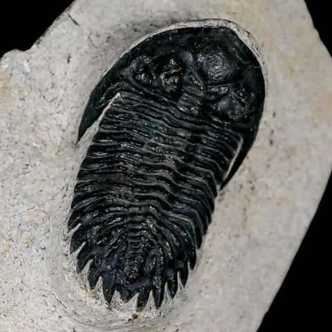 2" Metacanthina Issoumourensis Trilobite Fossil Devonian Age 400 Mil Yrs Old COA - Fossil Age Minerals