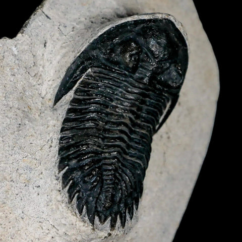 2" Metacanthina Issoumourensis Trilobite Fossil Devonian Age 400 Mil Yrs Old COA - Fossil Age Minerals