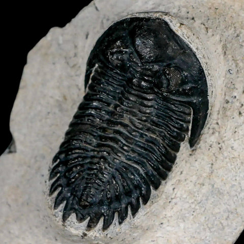 2" Metacanthina Issoumourensis Trilobite Fossil Devonian Age 400 Mil Yrs Old COA - Fossil Age Minerals